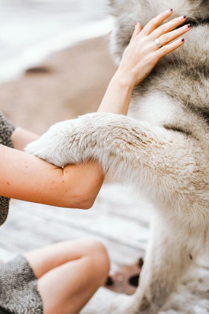 An affectionate moment between a woman and a Siberian Husky on a beach.